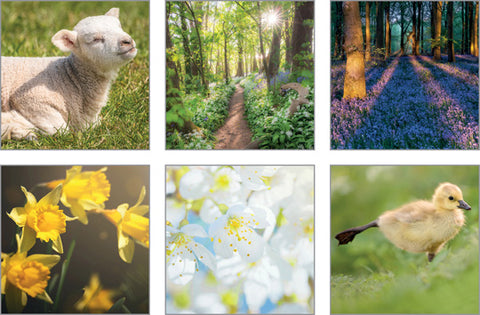 NC-GL515 - The Good Life Spring Notecard Set  (3 Packs of 6 cards)