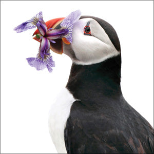 WAH192 - Puffin Greeting Card (6 Cards)