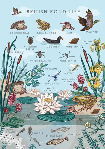 57AS132 - Pond Life Nature Guide Greeting Card (6 Cards)