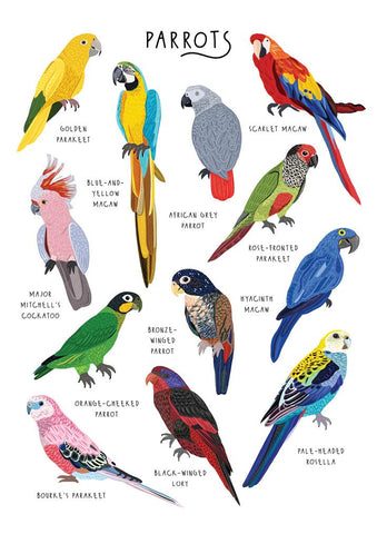 57BB65 - A Pandemonium of Parrots Greeting Card (6 Cards)