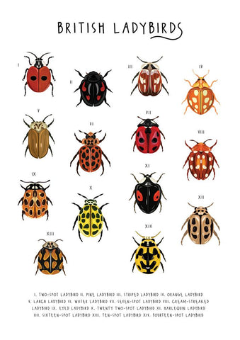 57BB71 - A Loveliness of British Ladybirds Greetings Card (6 Cards)