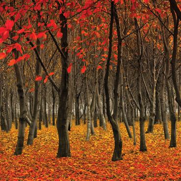 L285 - Red Woodland Greeting Card