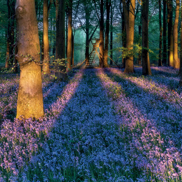 L401 - Bluebell Woods Greeting Card (6 Cards)