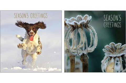 NC-XM504 - Dog in Snow/Frosted Poppy Heads Christmas Notecard Pack  (3 Packs of 6 cards)