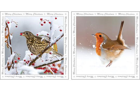 NC-XM517 - Mistlethrush and Robin Christmas Notecard Pack  (3 Packs of 6 cards)