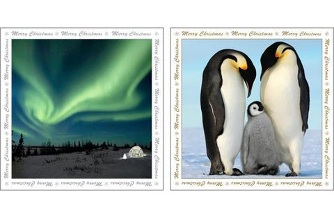 NC-XM521 - Northern Lights and Penguin Family Christmas Notecard Pack  (3 Packs of 6 cards)