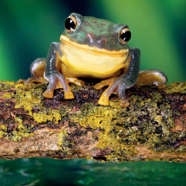 WAH182 - Green Tree Frog Photographic Card