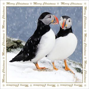 XMS115 - Snowy Puffins Christmas Card