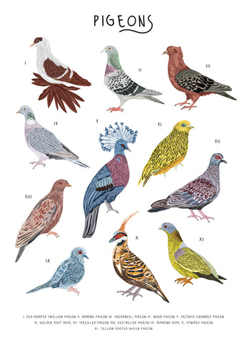 57BB104 - Pigeons Greetings Card (6 Cards)