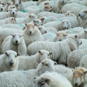 CW165 - Carte de vœux troupeau de moutons (6 cartes)