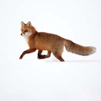 L190 - Fox in the Snow (6 Cards)