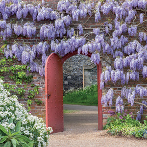 L414 - Wisteria Greeting Card (6 Cards)