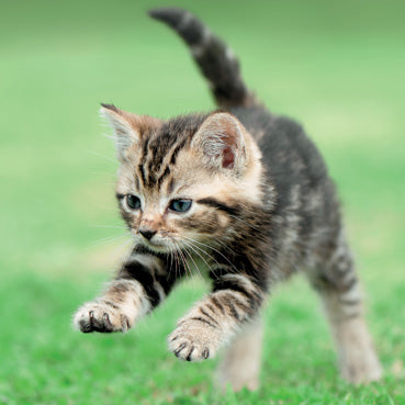 L417 - Tabby Kitten Running Greeting Card (6 Cards)