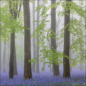 L420 - Spring Woodland Greeting Card (6 Cards)