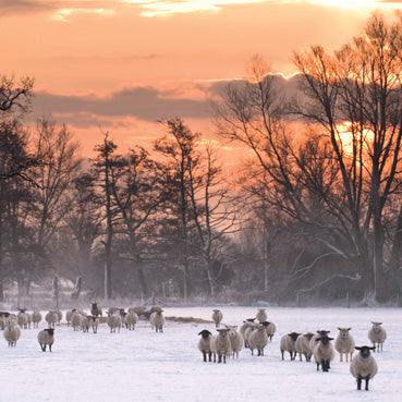 L424 - A Winter Flock Greeting Card (6 Cards)