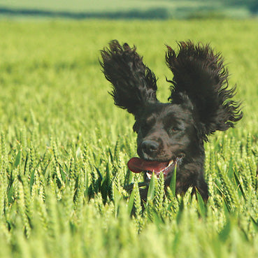 L427 - Cocker Spaniel Greeting Card (6 Cards)