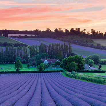 L430 - Lavender Fields in the Darent Valley Kent Greeting Card (6 Cards)