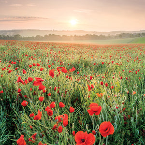 L431 - Poppy Meadow at Barham Kent Greeting Card (6 Cards)