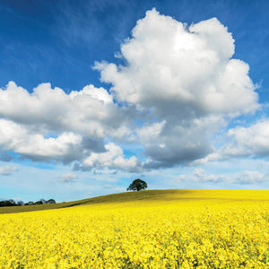 L437 - Mellow Yellow Greeting Card (6 Cards)