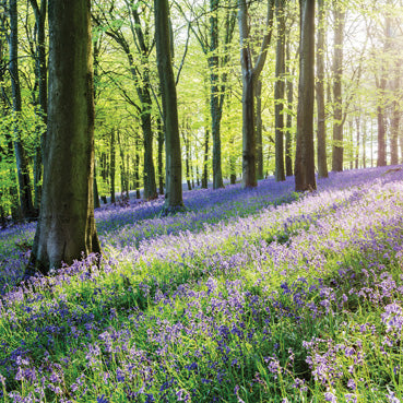 L444 - Bluebells at Kingswood Greeting Card