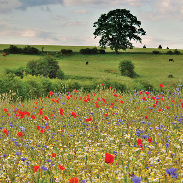 L446 - Wildflower Meadow Greeting Card (6 cards)