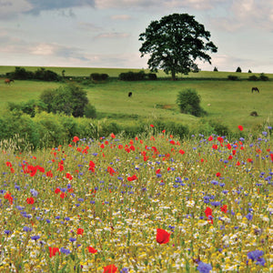 L446 - Wildflower Meadow Greeting Card (6 cards)