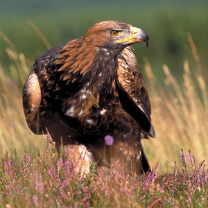 L447 - Golden Eagle Greeting Card (6 Cards)