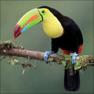 WAH191 - Keel Billed Toucan Greeting Card (6 Cards)