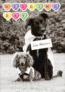 57AP10 - Jour du mariage (chiens) Carte de vœux