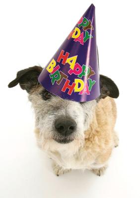 57AP16 - Happy Birthday (Dog in Hat) Greeting Card