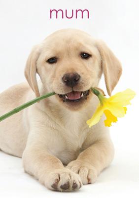 57AP24 - Golden Labrador Pup Greetings Card