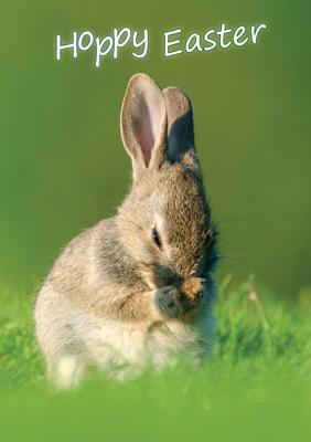 57AP34 - Carte de Pâques Hoppy Easter (Bébé Lapin)