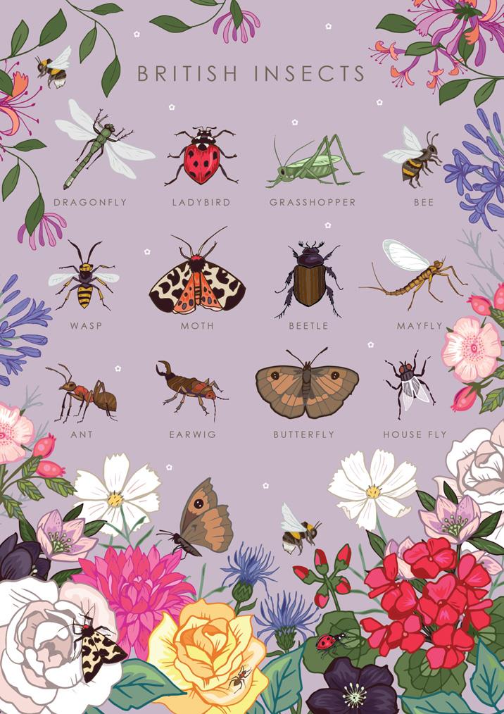 57AS104 - Guide britannique de la nature des insectes Carte de vœux