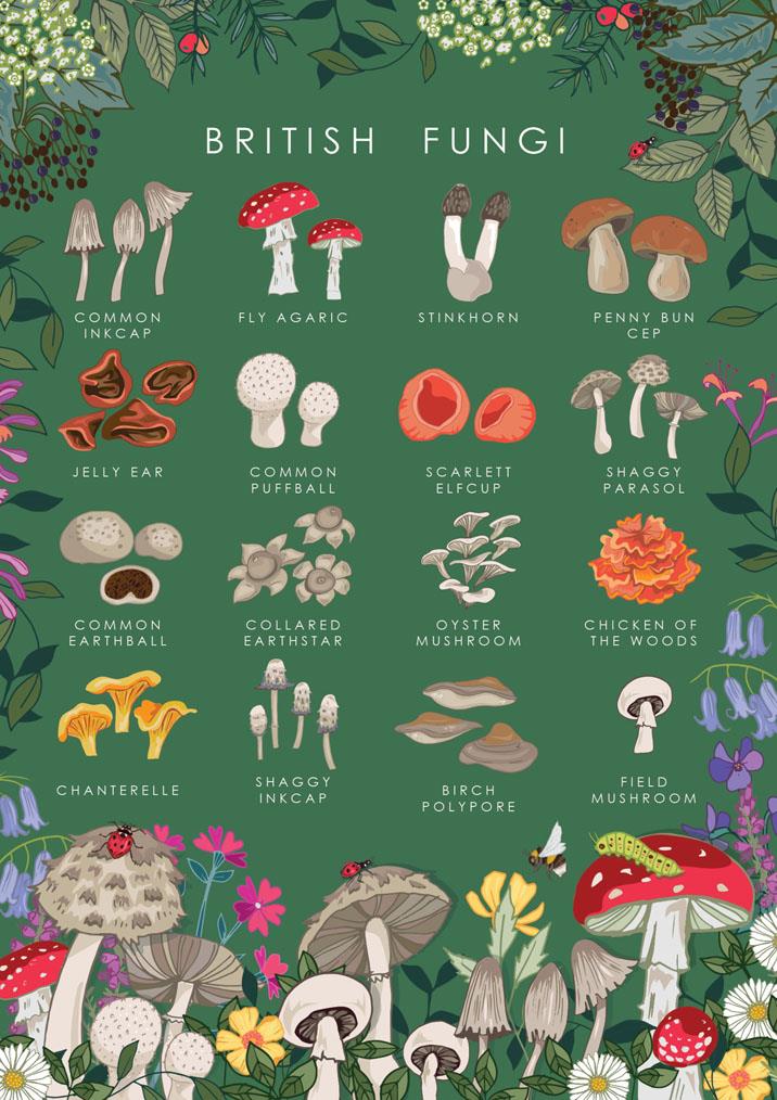 57AS105 - Guide naturel des champignons britanniques Carte de vœux