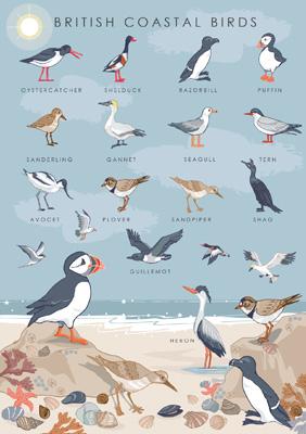 57AS62 - British Coastal Birds Nature Guide Greeting Card