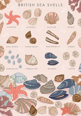 57AS63 - British Sea Shells Nature Guide Greeting Card