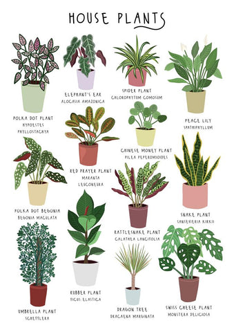 57BB64 - Popular House Plants Greeting Card (6 Cards)