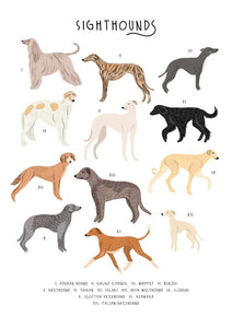 57BB67 - Sighthound Dogs Greeting Card (6 Cards)