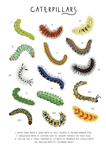 57BB79 - An Army of Caterpillars Greetings Card (6 Cards)