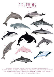 57BB86 - Carte de vœux un groupe de dauphins (6 cartes)