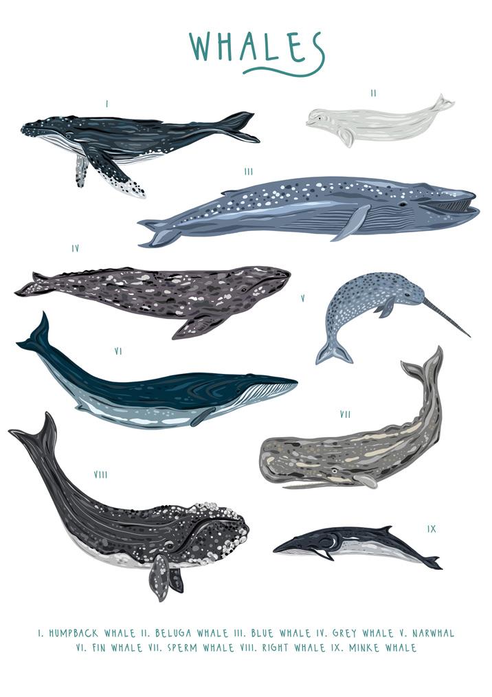 57BB88 - Carte de vœux un troupeau de baleines (6 cartes)