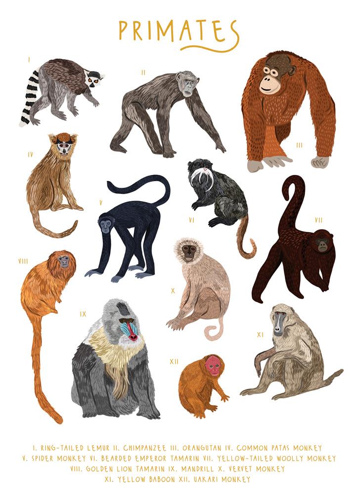 57BB89 - A Troop of Primates Greetings Card (6 Cards)