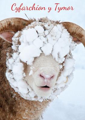 57DG39 - Snowy Sheep Christmas Card (Welsh)