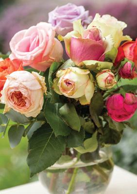 57DG74 – Carte d'anniversaire vase de roses (voeux gallois à l'intérieur)