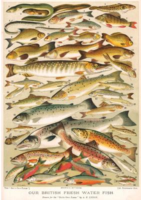 57MI06 – Carte d'anniversaire britannique avec poisson d'eau douce (message à l'intérieur)