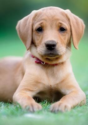 57MI65 - Rosie Labrador Puppy Greeting Card