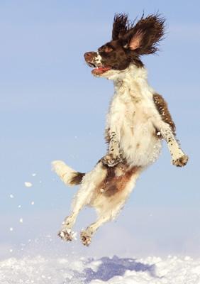 57SM28 - Springer Springer dans la neige Carte de vœux