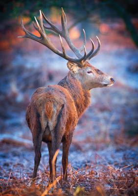 57SM32 - Red Deer in Forest Greeting Card