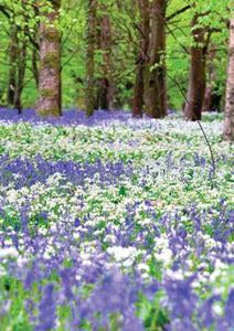 57SM36 - Bluebell Woodland Carte de vœux