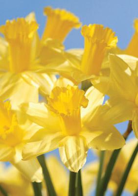 57SM44 - Daffodil Greeting Card
